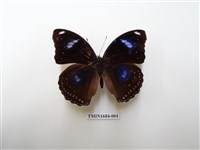 藏品(幻蛺蝶)的圖片